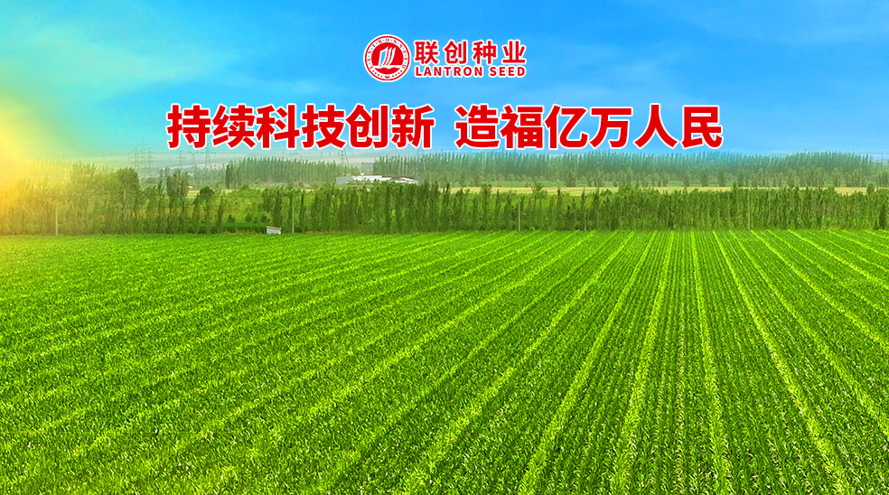 聯(lián)創(chuàng)種業(yè)控股黑龍江乾吉耕耘，南北協(xié)同驅(qū)動(dòng)中國玉米種業(yè)新格局